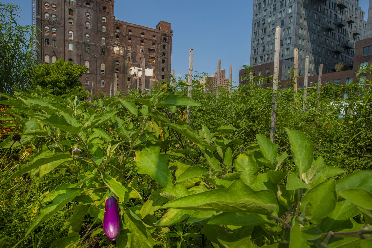 A lone eggplant waits to be picked at the North Brooklyn Farm (NBF) in the shadow of the Williamsburg Bridge is a site for agritourism where crops are grown. USDA Photo by Preston Keres