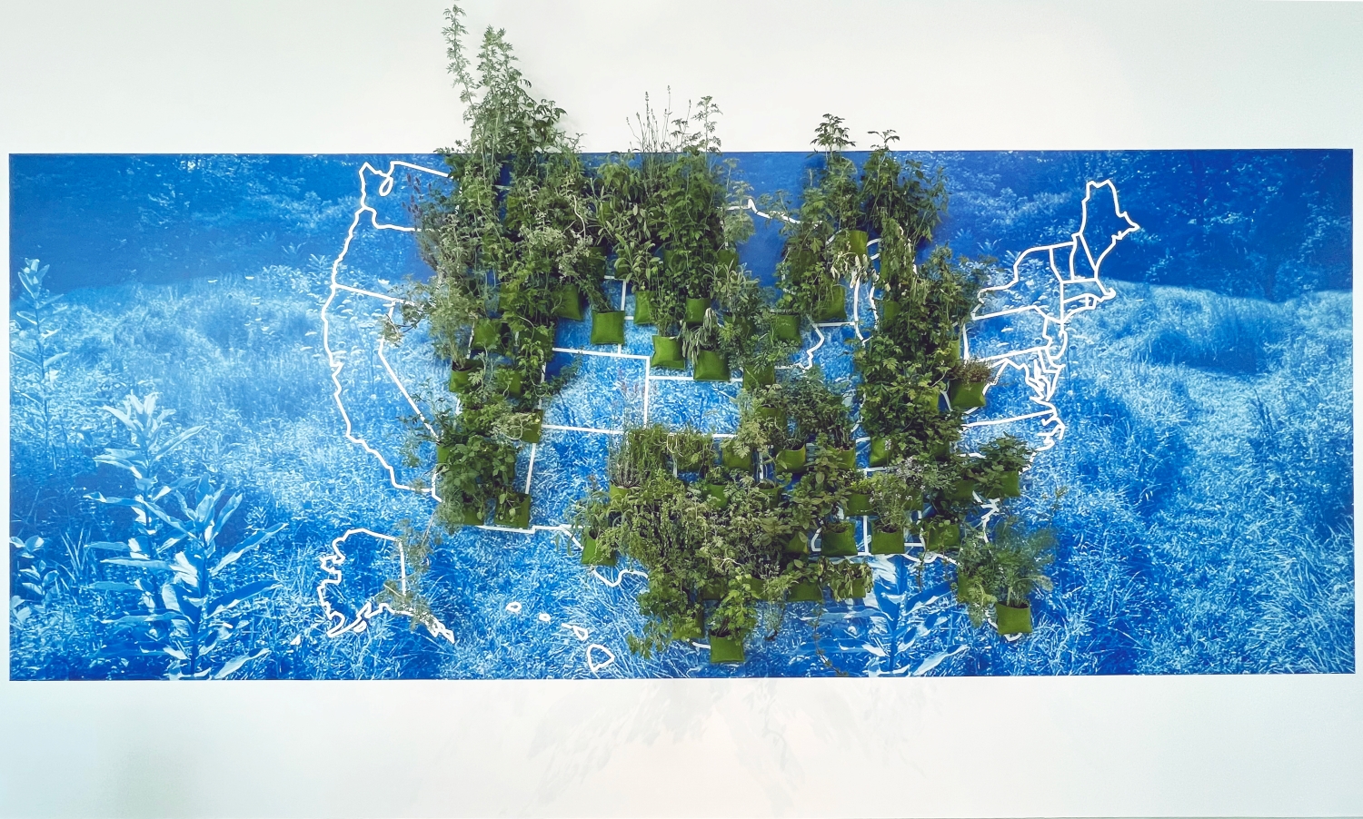 Linear map of the United States of America, with bushes and plants growing out of some states, against a blue and white background.